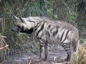 Discovering the Striped Hyena: Asia's Only Surviving Hyena Species - image 8