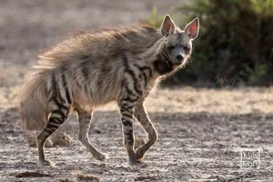 Discovering the Striped Hyena: Asia's Only Surviving Hyena Species - image 2