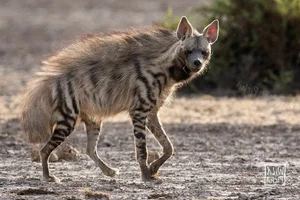 Discovering the Striped Hyena: Asia's Only Surviving Hyena Species - image 3