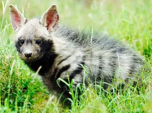 Discovering the Striped Hyena: Asia's Only Surviving Hyena Species - image 5
