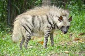 Discovering the Striped Hyena: Asia's Only Surviving Hyena Species - image 0