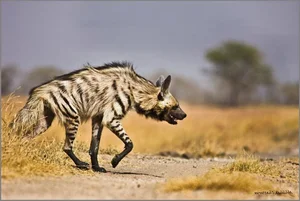 Discovering the Striped Hyena: Asia's Only Surviving Hyena Species - image 7
