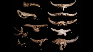 DNA Analysis Reveals New Secrets of European Neanderthals - image 2