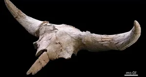 DNA Analysis Reveals New Secrets of European Neanderthals - image 1