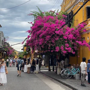 Capturing the Romance of Hoi An's Stunning Bougainvillea Season - image 9