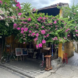 Capturing the Romance of Hoi An's Stunning Bougainvillea Season - image 0