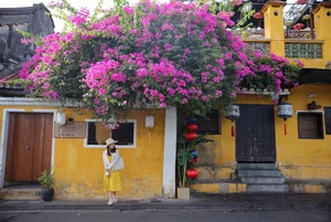Capturing the Romance of Hoi An's Stunning Bougainvillea Season - image 10