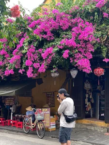 Capturing the Romance of Hoi An's Stunning Bougainvillea Season - image 1