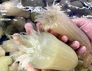 The Strange Culinary Trend: Why This 'Goosebumps' Specialty is Worth 200,000 VND/KG - image 1