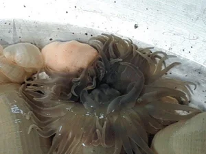 The Strange Culinary Trend: Why This 'Goosebumps' Specialty is Worth 200,000 VND/KG - image 7