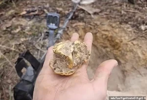 Life-Changing Discovery: Man Finds Buried Treasure Under Decayed Tree Root - image 2