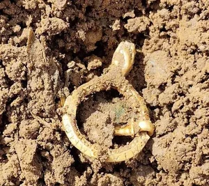 Amateur Metal Detectorist Uncovers Historic Treasure in Field - image 6
