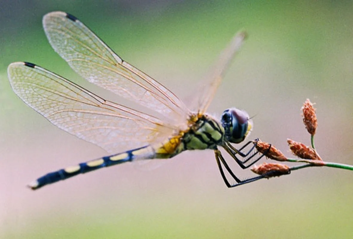 Nature’s Brief Wonders: 7 Animals with the Shortest Lifespans on Earth