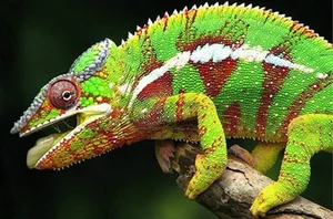 Nature’s Brief Wonders: 7 Animals with the Shortest Lifespans on Earth - image 5