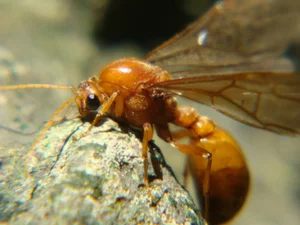 Nature’s Brief Wonders: 7 Animals with the Shortest Lifespans on Earth - image 3