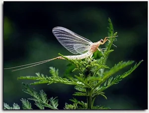 Nature’s Brief Wonders: 7 Animals with the Shortest Lifespans on Earth - image 11