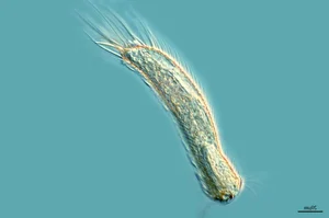 Nature’s Brief Wonders: 7 Animals with the Shortest Lifespans on Earth - image 1