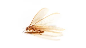 Nature’s Brief Wonders: 7 Animals with the Shortest Lifespans on Earth - image 7