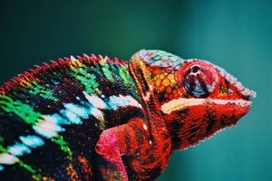 Nature’s Brief Wonders: 7 Animals with the Shortest Lifespans on Earth - image 2