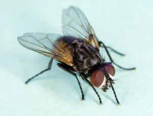 Nature’s Brief Wonders: 7 Animals with the Shortest Lifespans on Earth - image 9
