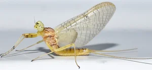 Nature’s Brief Wonders: 7 Animals with the Shortest Lifespans on Earth - image 4
