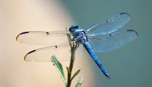 Nature’s Brief Wonders: 7 Animals with the Shortest Lifespans on Earth - image 8
