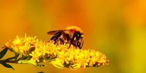 Nature’s Brief Wonders: 7 Animals with the Shortest Lifespans on Earth - image 6