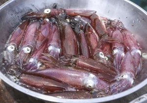 Ha Tinh’s Famous ‘Jumping Squid’: A Must-Try Culinary Specialty of Vung Ang - image 1