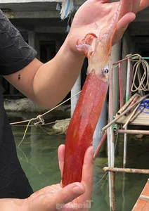Ha Tinh’s Famous ‘Jumping Squid’: A Must-Try Culinary Specialty of Vung Ang - image 7