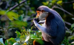 Rare Wildlife Discovery: 64 Endangered Species Captured by Camera Traps in Phong Nha - Ke Bang - image 4
