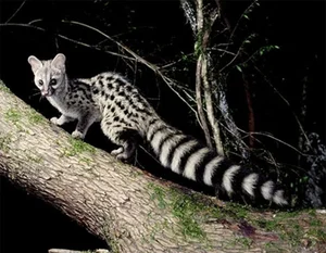 Rare Wildlife Discovery: 64 Endangered Species Captured by Camera Traps in Phong Nha - Ke Bang - image 0