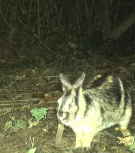 Rare Wildlife Discovery: 64 Endangered Species Captured by Camera Traps in Phong Nha - Ke Bang - image 6