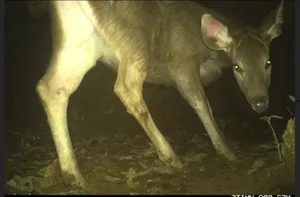 Rare Wildlife Discovery: 64 Endangered Species Captured by Camera Traps in Phong Nha - Ke Bang - image 7