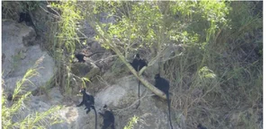 Rare Wildlife Discovery: 64 Endangered Species Captured by Camera Traps in Phong Nha - Ke Bang - image 2