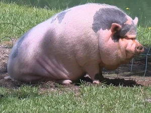 Why the Vietnamese Pot-Bellied Pig Captured the World's Heart - image 2