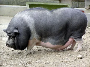 Why the Vietnamese Pot-Bellied Pig Captured the World's Heart - image 6