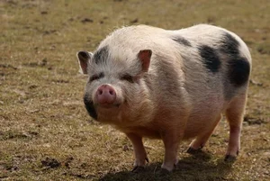 Why the Vietnamese Pot-Bellied Pig Captured the World's Heart - image 1