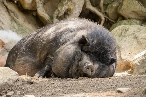 Why the Vietnamese Pot-Bellied Pig Captured the World's Heart - image 7