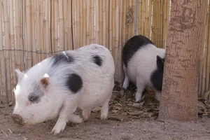 Why the Vietnamese Pot-Bellied Pig Captured the World's Heart - image 0