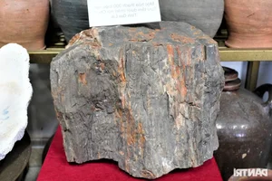 Vietnamese Teacher Sets National Record with Extraordinary Collection - image 0