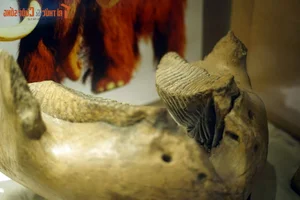 Explore Earth's Ancient History: World-Class Fossil Exhibition at Hanoi Museum - image 11