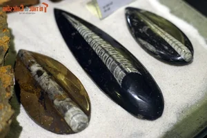 Explore Earth's Ancient History: World-Class Fossil Exhibition at Hanoi Museum - image 4