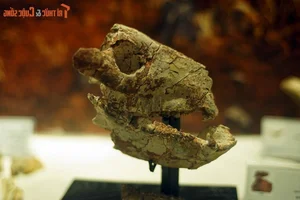 Explore Earth's Ancient History: World-Class Fossil Exhibition at Hanoi Museum - image 8