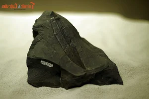 Explore Earth's Ancient History: World-Class Fossil Exhibition at Hanoi Museum - image 3