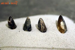 Explore Earth's Ancient History: World-Class Fossil Exhibition at Hanoi Museum - image 10