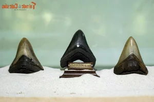 Explore Earth's Ancient History: World-Class Fossil Exhibition at Hanoi Museum - image 9