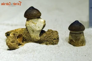Explore Earth's Ancient History: World-Class Fossil Exhibition at Hanoi Museum - image 5