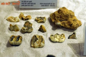 Explore Earth's Ancient History: World-Class Fossil Exhibition at Hanoi Museum - image 2