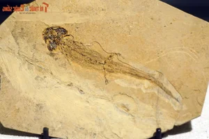 Explore Earth's Ancient History: World-Class Fossil Exhibition at Hanoi Museum - image 1
