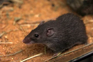 Top 10 Animals with the Most Unique and Extraordinary Skin on Earth - image 7